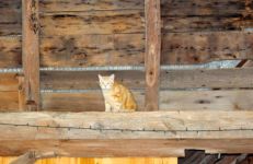 Closely supervised by the barn cat